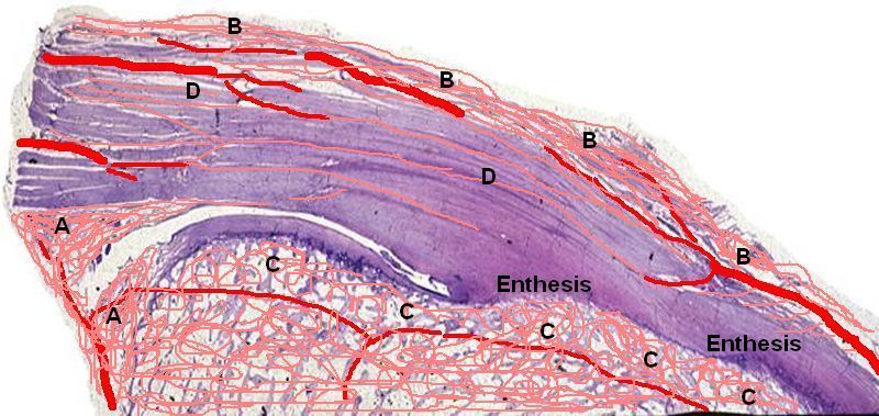 Enthesis of tendon