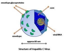 What type of antigen is HLA B27?