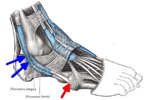 Enthesis of tendon