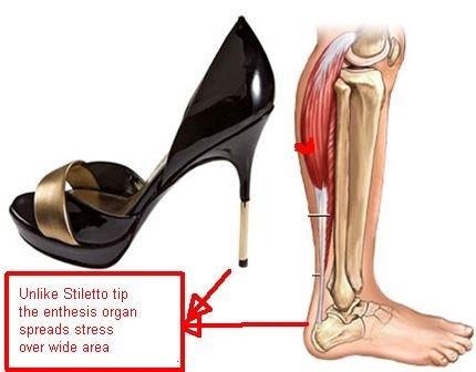 Enthesis of tendon