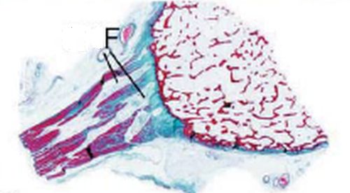 Enthesis of tendon