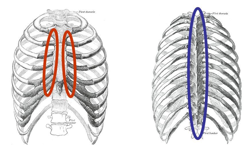 rib cage